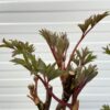 Paeonia suffruticosa roze (boompioen)