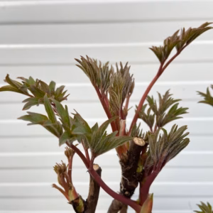 Paeonia suffruticosa roze (boompioen)