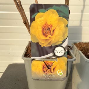 Paeonia suffruticosa geel (boompioen)