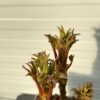 Paeonia suffruticosa. wit (boompioen)