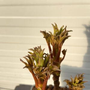 Paeonia suffruticosa. wit (boompioen)
