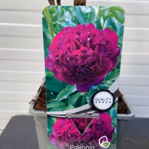 Paeonia suffruticosa paars