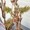 Paeonia suffruticosa paars