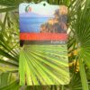 Chamaerops humilis (Europese dwergpalm)
