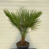 Chamaerops humilis (Europese dwergpalm)