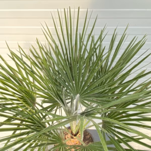 Chamaerops humilis (Europese dwergpalm)