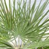 Chamaerops humilis (Europese dwergpalm)