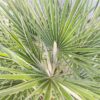 Chamaerops humilis (Europese dwergpalm) potmaat 40 cm
