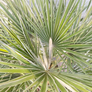 Chamaerops humilis (Europese dwergpalm) potmaat 40 cm