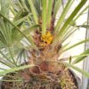Chamaerops humilis (Europese dwergpalm) potmaat 40 cm