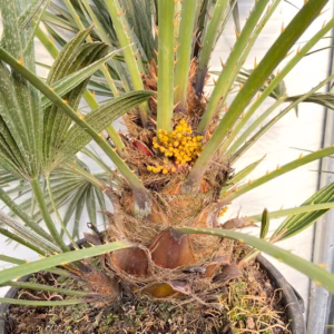 Chamaerops humilis (Europese dwergpalm) potmaat 40 cm