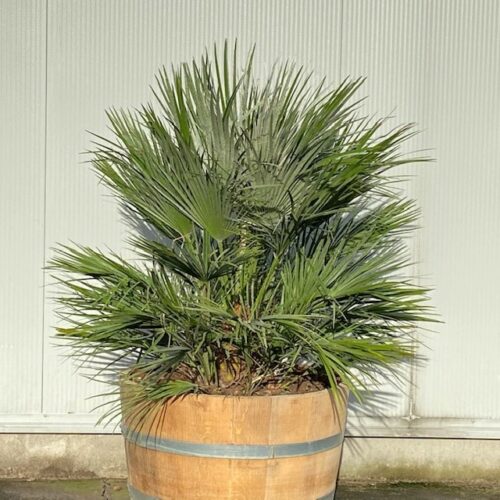 Half wijnvat 112 liter met palm Chamaerops humilis (Europese dwergpalm)