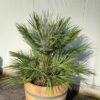 Half wijnvat 112 liter met palm Chamaerops humilis (Europese dwergpalm)