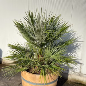 Half wijnvat 112 liter met palm Chamaerops humilis (Europese dwergpalm)