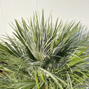 Half wijnvat 112 liter met palm Chamaerops humilis (Europese dwergpalm)