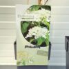Hydrangea a. Petiolaris (Klimhortensia)