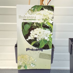 Hydrangea a. Petiolaris (Klimhortensia)