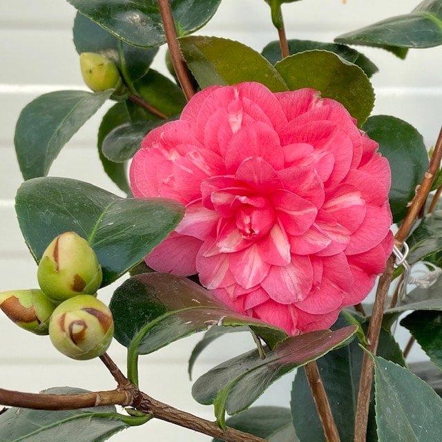 Camellia japonica 'Orandako' (theestruik)