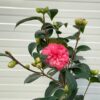 Camellia japonica 'Orandako' (theestruik)