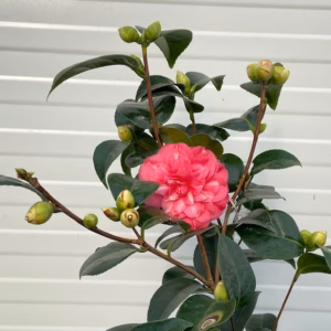 Camellia japonica 'Orandako' (theestruik)