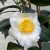 Camellia Japonica 'Alba Simplex' (theestruik)