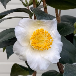 Camellia Japonica 'Alba Simplex' (theestruik)