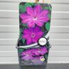 Clematis Baltyk
