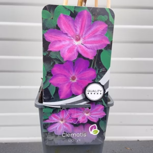 Clematis Baltyk