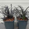 Ophiopogon pl. Niger, (Slangenbaard)