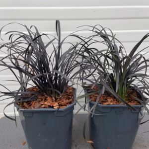 Ophiopogon pl. Niger, (Slangenbaard)