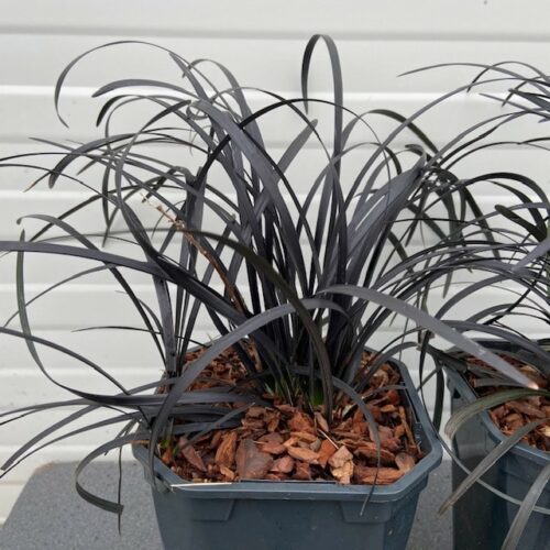 Ophiopogon pl. Niger, (Slangenbaard)