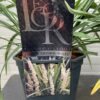 Liriope muscari 'Monroe white ' (leliegras)
