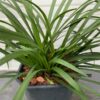 Liriope muscari 'Monroe white ' (leliegras)