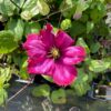 Clematis Ville de Lyon