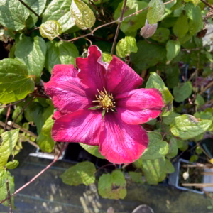 Clematis Ville de Lyon