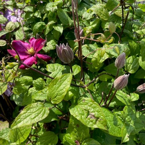 Clematis Ville de Lyon