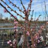 Nectarine boom 'Madame Blanchet'