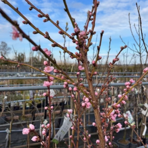 Nectarine boom 'Madame Blanchet'
