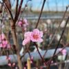 Nectarine boom 'Madame Blanchet'