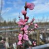 Nectarine boom 'Madame Blanchet'
