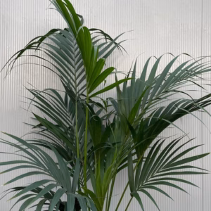 Howea forsteriana (Kentiapalm)