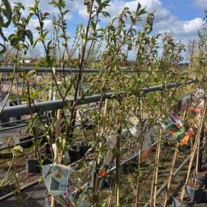 Perzikboom 'Peregrine' halfstam