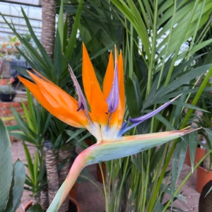 Strelitzia reginae