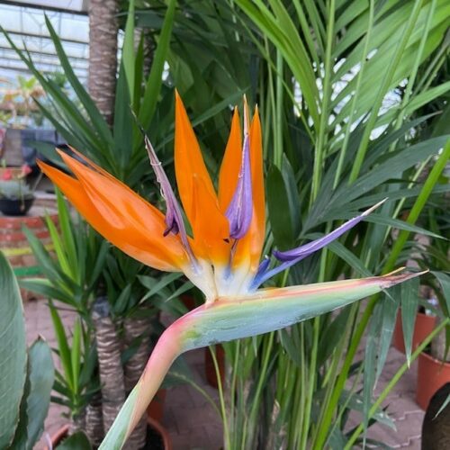 Strelitzia reginae