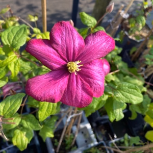Clematis Ville de Lyon