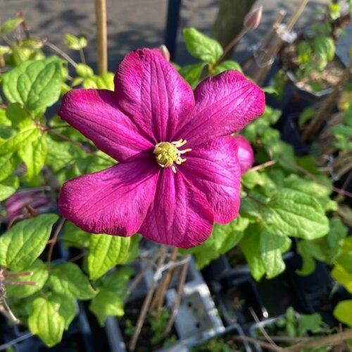 Clematis Ville de Lyon