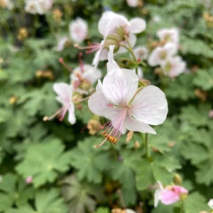 Geranium cantabrigiense Biokovo