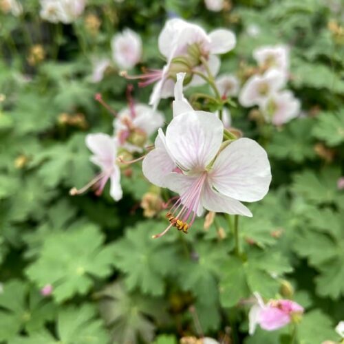 Geranium cantabrigiense Biokovo