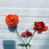 Geum Tempest Scarlet (Nagelkruid)