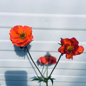 Geum Tempest Scarlet (Nagelkruid)
